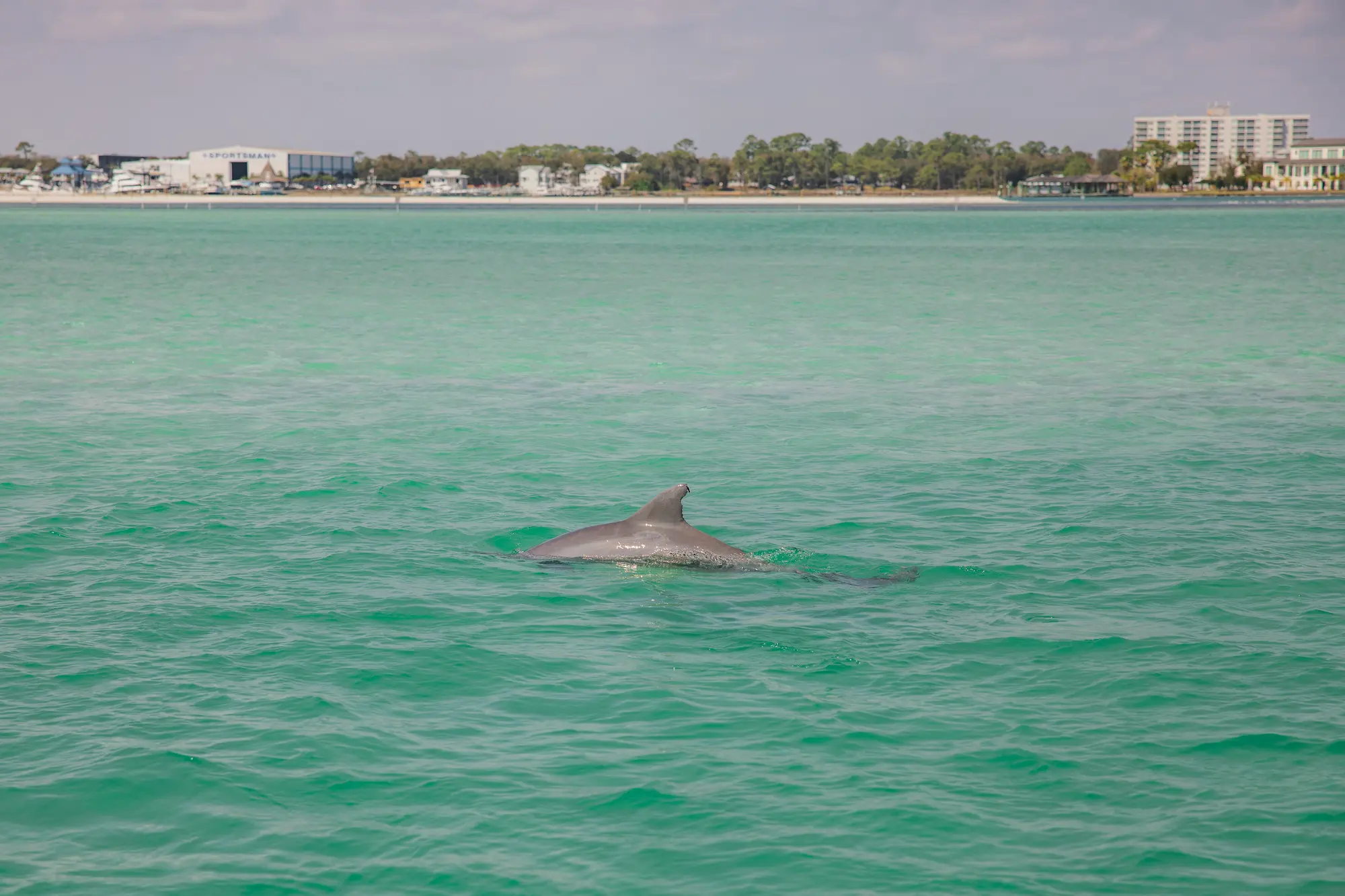 Sunset Dolphin Cruise