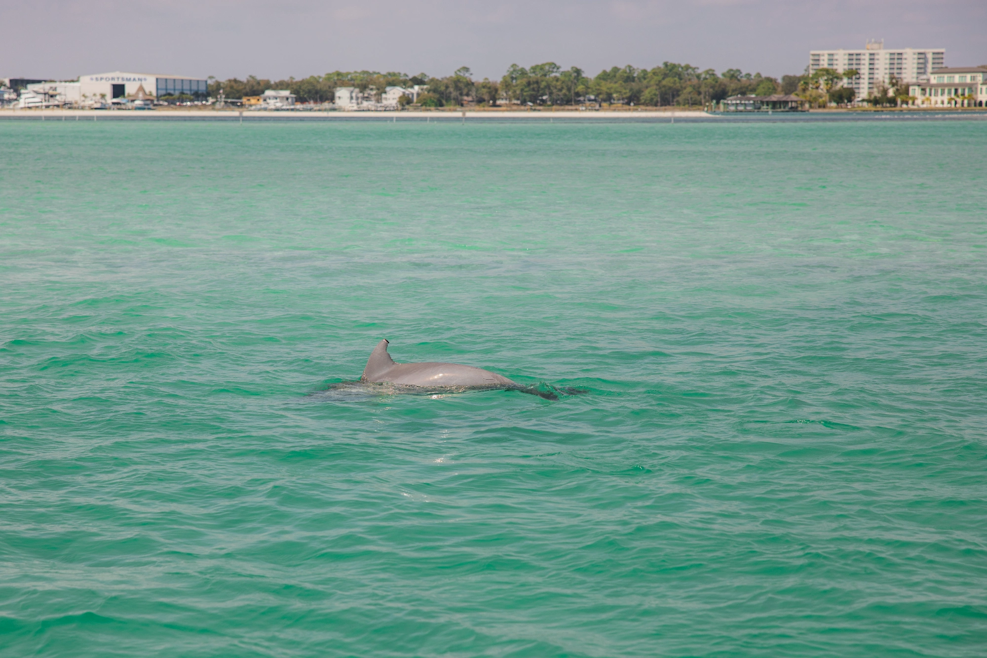 Dolphin sighting